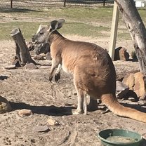 Walaroo 