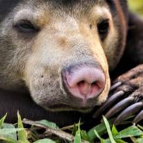 Bear at Laos Wildlife Sanctuary