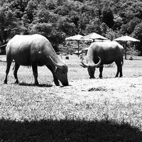 Water Buffalo 