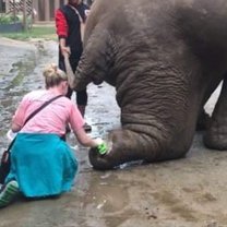 Cleaning elephant wounds! 