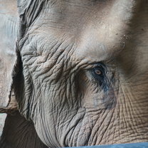 Loop does an outstanding job of appropriate contact with animals, including elephants!