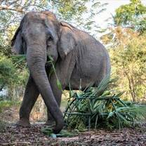 Elephant Feed at Laos Wildlife Sanctuary 
