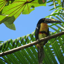 Collared Aracari