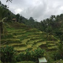 Tegallalang Rice Terrace