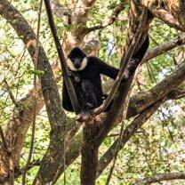 Gibbon in Tree 