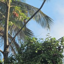 Collared Aracari at sunrise