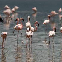 flamingos in water