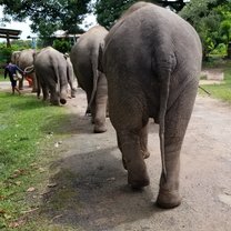 Elephants walking us to the river 
