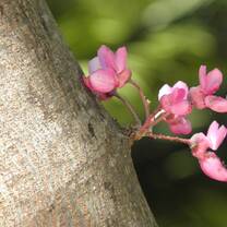 Environmental Garden Volunteering in Barcelona