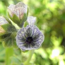 Environmental Garden Volunteering in Barcelona