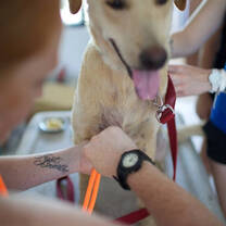 Assist in providing veterinary care to rescued animals