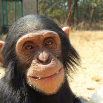 Chimpanzee Sanctuary & Wildlife Orphan Care in Zambia