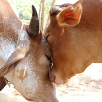 Sadhana Forest in India - Rescued Cows in the Vegan Cow Sanctuary called Goshala