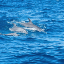 Dolphin Research & Marine Conservation in Zanzibar