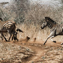 Predator Research Internship in South Africa