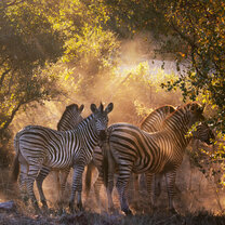 Wildlife Photography & Conservation in South Africa Wildlife Photography & Conservation in South Africa