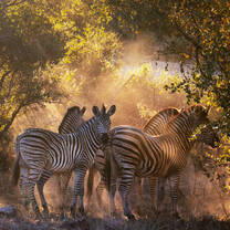 Wildlife Photography & Conservation in South Africa