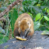 Coatí