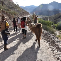Llama walking in Jujuy