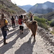 Llama walking in Jujuy