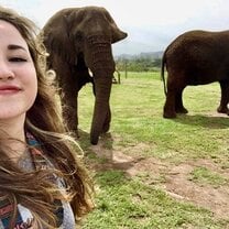 Elephants!