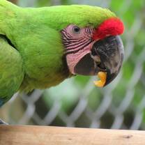 Guacamayo