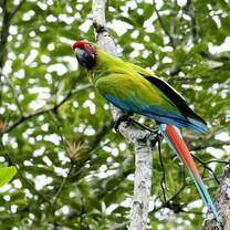 Guacamayo
