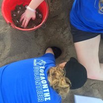 Relocating turtle nest
