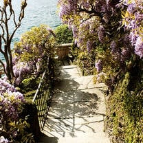 Lake Como Wisteria