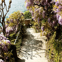 Lake Como Wisteria