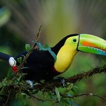 Toucan