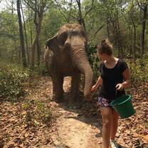 Elephant Care in Thailand