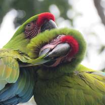 Guacamayo