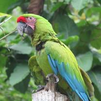 Guacamayo