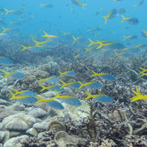 SCUBA dive over coral reefs and various marine life.