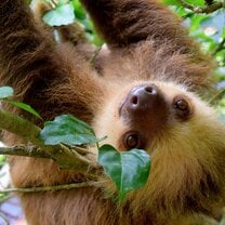 Sloth