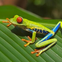 Red-eyed tree frog