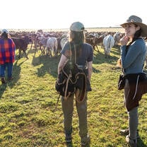 Herding cows with the Maasai