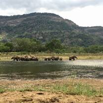 We saw over 50 elephants by the tank on this day! 