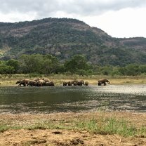 We saw over 50 elephants by the tank on this day! 
