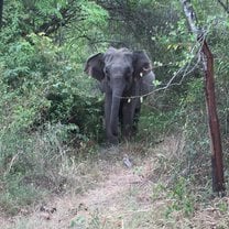 You get to visit the national park one afternoon and see lots of elephants up close! 