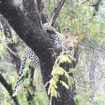 My first leopard sighting was in a tree ! She was stirring at the lions who just stole her impala kill