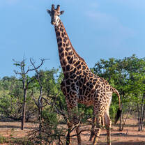 Giraffe on Mapesu Private Game Reserve