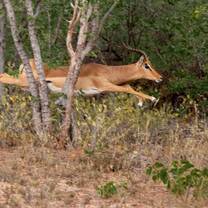 Impala on Mapesu Private Game Reserve