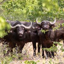 Buffalo on Mapesu Private Game Reserve