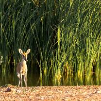 Common grey duiker on Mapesu Private Game Reserve