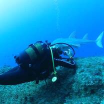 Whale Sharks