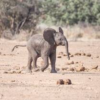 Elephants on Mapesu Private Game Reserve