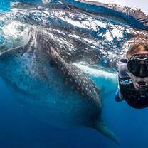 Whale Sharks