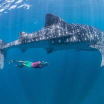 Whale Sharks
